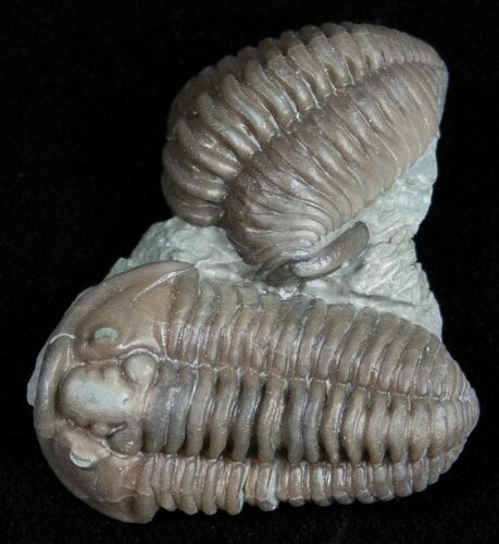 Double Flexicalymene Trilobite From Ohio #11471